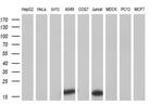 NME4 Antibody in Western Blot (WB)