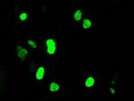 DNTTIP1 Antibody in Immunocytochemistry (ICC/IF)