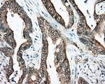 DNTTIP1 Antibody in Immunohistochemistry (Paraffin) (IHC (P))