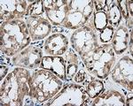 DNTTIP1 Antibody in Immunohistochemistry (Paraffin) (IHC (P))