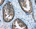 DNTTIP1 Antibody in Immunohistochemistry (Paraffin) (IHC (P))