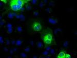 H-cadherin Antibody in Immunocytochemistry (ICC/IF)