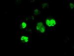 BMAL1 Antibody in Immunocytochemistry (ICC/IF)