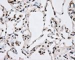 BMAL1 Antibody in Immunohistochemistry (Paraffin) (IHC (P))