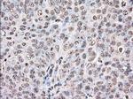 UAP56 Antibody in Immunohistochemistry (Paraffin) (IHC (P))