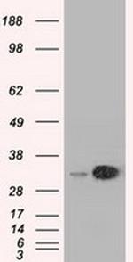 EMG1 Antibody in Western Blot (WB)