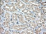 Profilin 1 Antibody in Immunohistochemistry (Paraffin) (IHC (P))