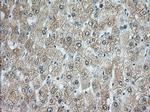 RAB17 Antibody in Immunohistochemistry (Paraffin) (IHC (P))