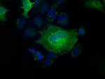 Profilin 1 Antibody in Immunocytochemistry (ICC/IF)