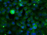 SNX9 Antibody in Immunocytochemistry (ICC/IF)