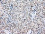 SNX9 Antibody in Immunohistochemistry (Paraffin) (IHC (P))