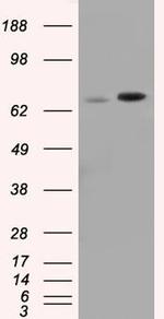 SNX9 Antibody in Western Blot (WB)