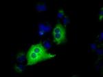 IGF2BP2 Antibody in Immunocytochemistry (ICC/IF)