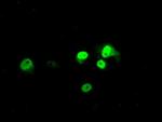 BMAL1 Antibody in Immunocytochemistry (ICC/IF)