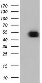 ODC1 Antibody in Western Blot (WB)