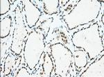 USP5 Antibody in Immunohistochemistry (Paraffin) (IHC (P))