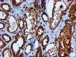 CYB5R3 Antibody in Immunohistochemistry (Paraffin) (IHC (P))