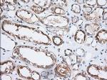 GRASP65 Antibody in Immunohistochemistry (Paraffin) (IHC (P))