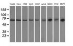 GRASP65 Antibody in Western Blot (WB)