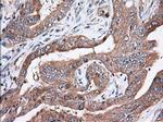 TTC32 Antibody in Immunohistochemistry (Paraffin) (IHC (P))