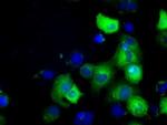 GRASP65 Antibody in Immunocytochemistry (ICC/IF)