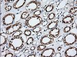 GRASP65 Antibody in Immunohistochemistry (Paraffin) (IHC (P))