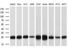 MOB4A Antibody in Western Blot (WB)