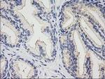 XPNPEP1 Antibody in Immunohistochemistry (Paraffin) (IHC (P))