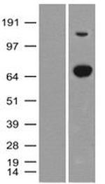 XPNPEP1 Antibody in Western Blot (WB)
