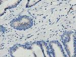 MOB4A Antibody in Immunohistochemistry (Paraffin) (IHC (P))