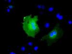 KBTBD7 Antibody in Immunocytochemistry (ICC/IF)