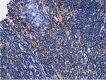 KHK Antibody in Immunohistochemistry (Paraffin) (IHC (P))