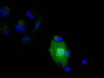 IL1F6 Antibody in Immunocytochemistry (ICC/IF)