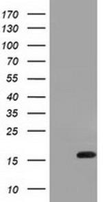 IL1F6 Antibody in Western Blot (WB)