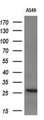 IL1F6 Antibody in Western Blot (WB)