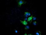 Ephrin A2 Antibody in Immunocytochemistry (ICC/IF)