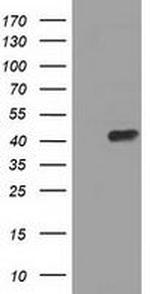 PAICS Antibody in Western Blot (WB)