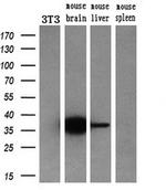 CRYM Antibody in Western Blot (WB)