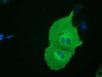 SH3GL1 Antibody in Immunocytochemistry (ICC/IF)