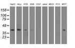 SH3GL1 Antibody in Western Blot (WB)