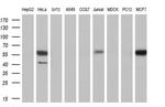 DYNC1LI1 Antibody in Western Blot (WB)