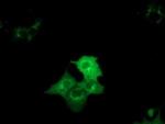 DYNC1LI1 Antibody in Immunocytochemistry (ICC/IF)