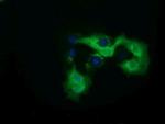 QPRT Antibody in Immunocytochemistry (ICC/IF)