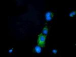 PRPSAP2 Antibody in Immunocytochemistry (ICC/IF)