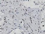 NT5D1 Antibody in Immunohistochemistry (Paraffin) (IHC (P))