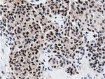 NT5D1 Antibody in Immunohistochemistry (Paraffin) (IHC (P))