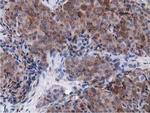 VWA5A Antibody in Immunohistochemistry (Paraffin) (IHC (P))