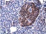 VWA5A Antibody in Immunohistochemistry (Paraffin) (IHC (P))