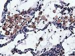 VWA5A Antibody in Immunohistochemistry (Paraffin) (IHC (P))