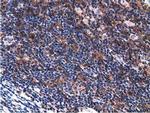 VWA5A Antibody in Immunohistochemistry (Paraffin) (IHC (P))